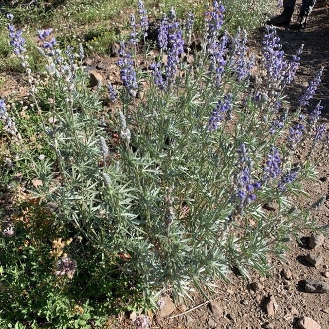 Lupinus argenteus — flower