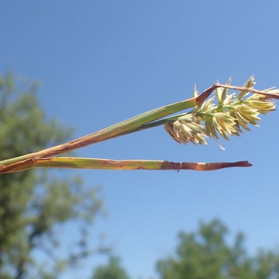 Poa compressa — flower
