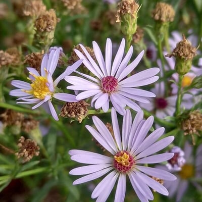 Symphyotrichum laeve — flower