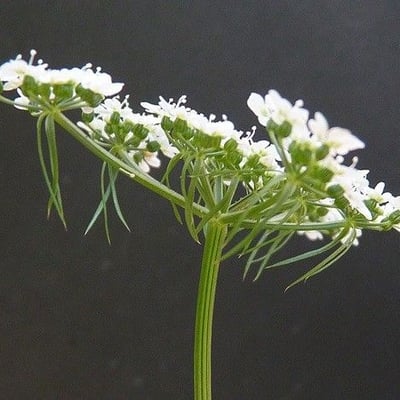 Aethusa cynapium — flower