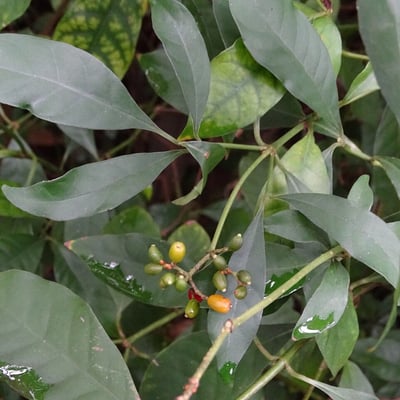 Psychotria carthagenensis — leaf