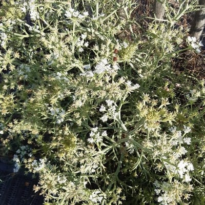 Echinophora spinosa — flower
