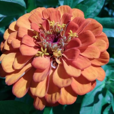 Zinnia peruviana — flower
