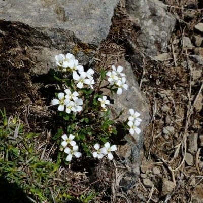 Cardamine bellidifolia — flower