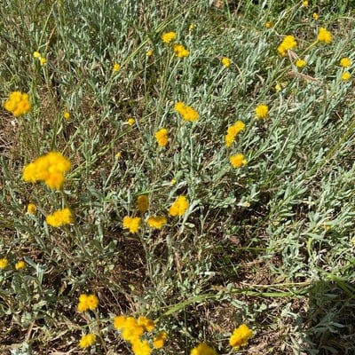 Chrysocephalum apiculatum — flower