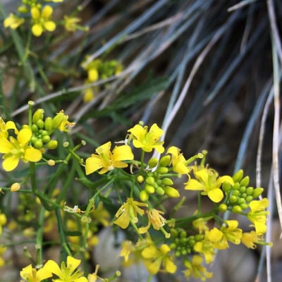 Bunias orientalis — flower