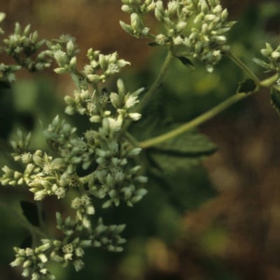 Eupatorium rotundifolium — flower