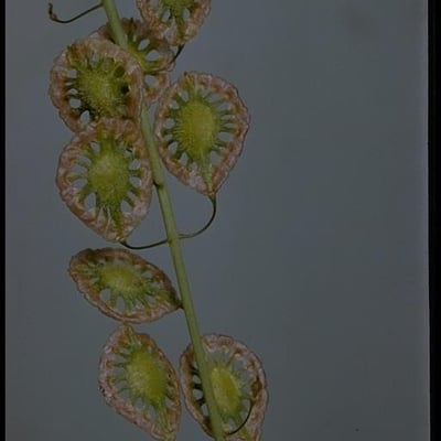 Thysanocarpus curvipes — flower