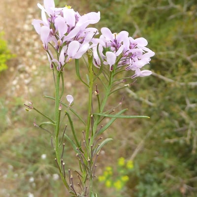 Iberis linifolia — flower