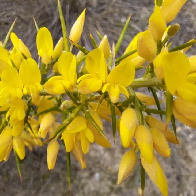 Ulex parviflorus — flower