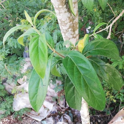 Morinda royoc — leaf