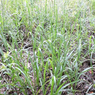 Coleataenia anceps — habit