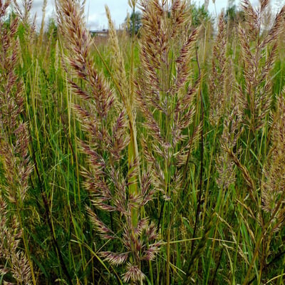 Calamagrostis canescens — flower