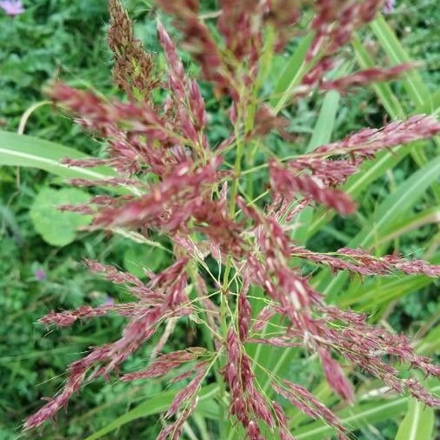 Sorghum halepense — flower
