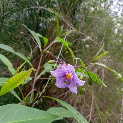 Solanum aviculare — flower