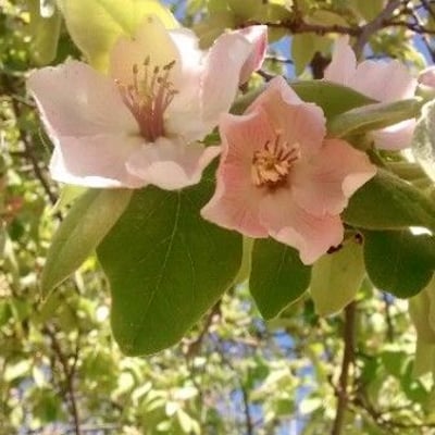 Cydonia oblonga — flower