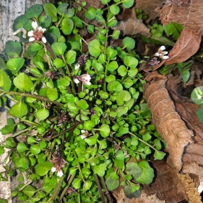 Cardamine flexuosa — flower