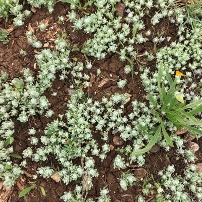 Bombycilaena erecta — flower