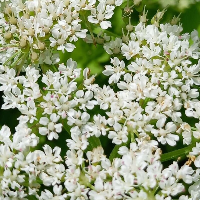 Oenanthe javanica — flower