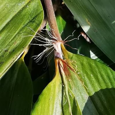 Phyllostachys nigra — flower