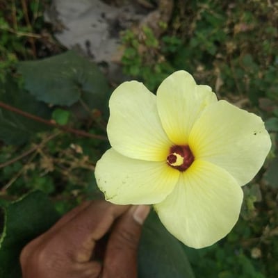 Abelmoschus moschatus — flower