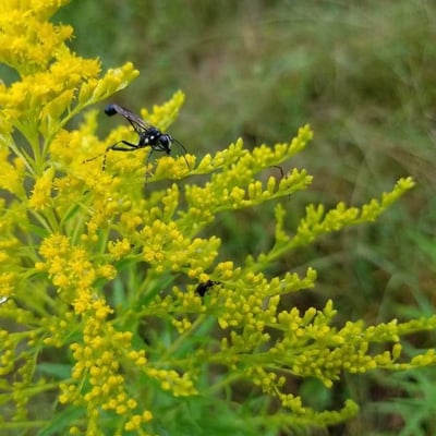 Solidago juncea — flower