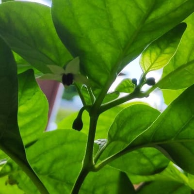 Capsicum chinense — flower