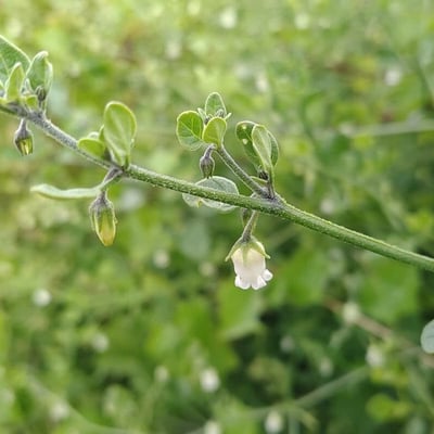 Salpichroa origanifolia — flower