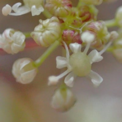 Trinia glauca — flower