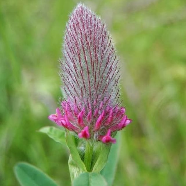 Trifolium rubens — flower