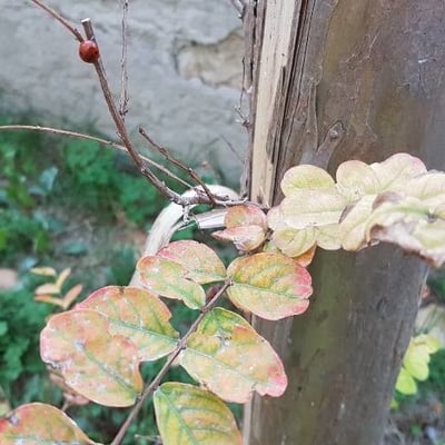 Zanthoxylum americanum — leaf