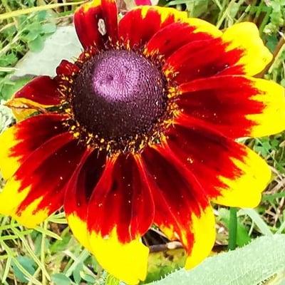 Gaillardia aristata — flower
