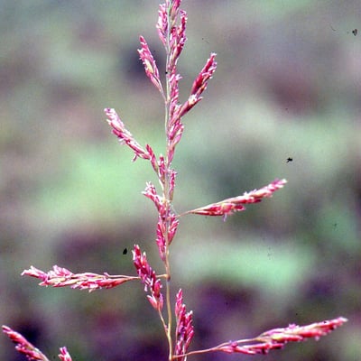 Puccinellia maritima — flower