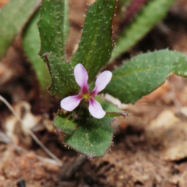 Chorispora tenella — flower