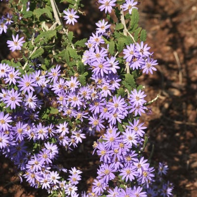 Olearia phlogopappa — flower