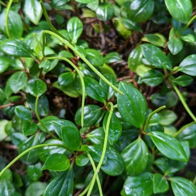 Peperomia glabella — flower