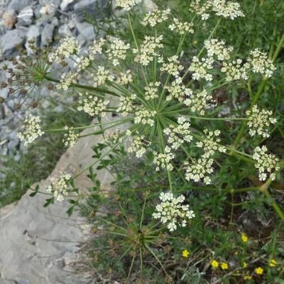 Laserpitium gallicum — flower