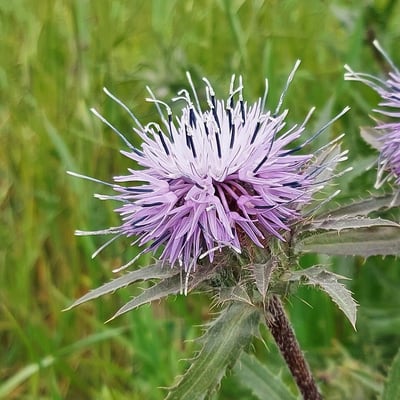 Carthamus caeruleus — flower