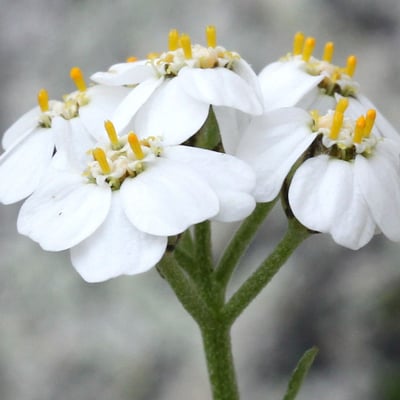 Achillea erba-rotta — flower