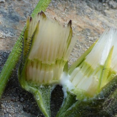 Willemetia stipitata — flower