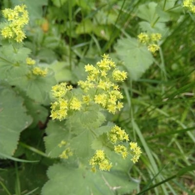 Alchemilla acutiloba — flower