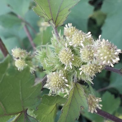 Xanthium strumarium — flower