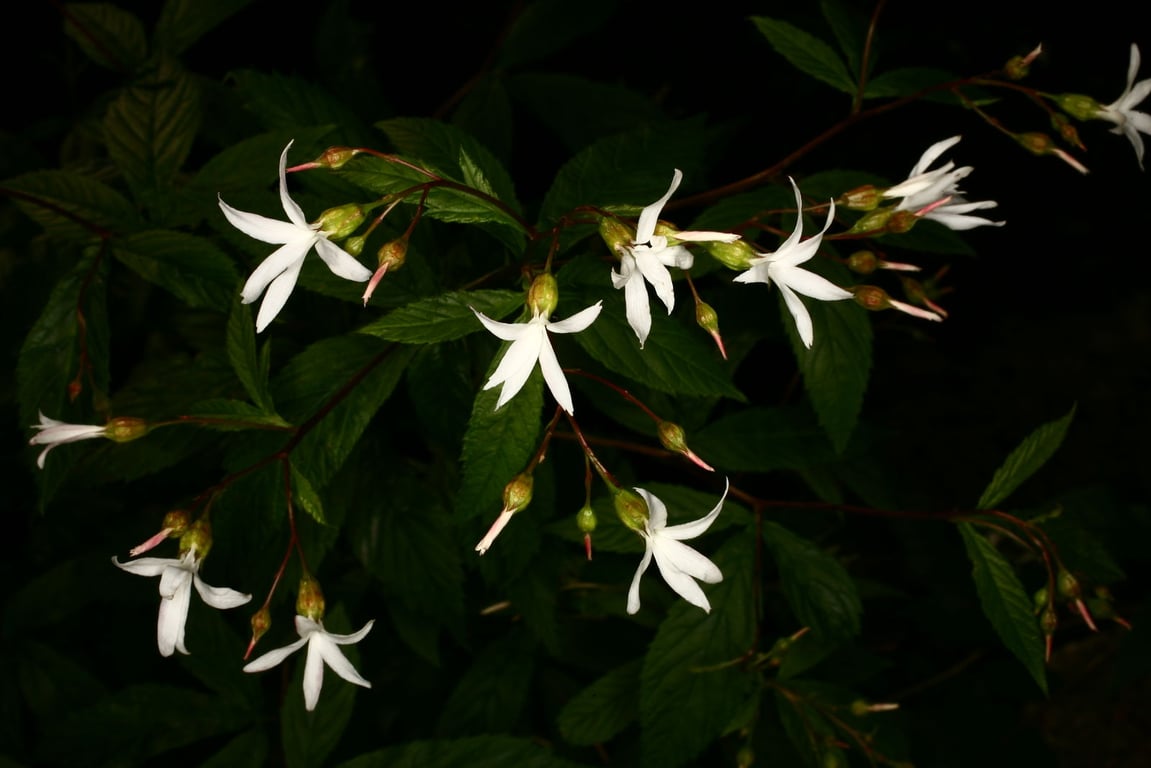 Gillenia trifoliata