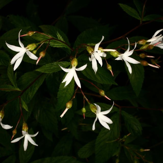 Gillenia trifoliata