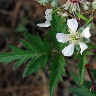 Rubus laciniatus — flower