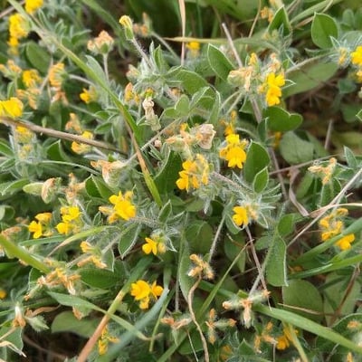 Lotus parviflorus — flower