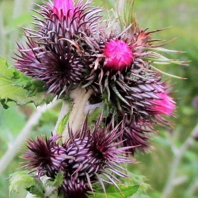Carduus personata — flower