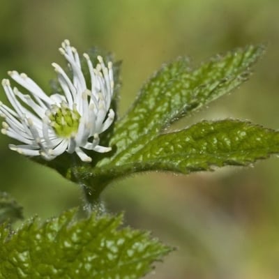 Hydrastis canadensis — flower