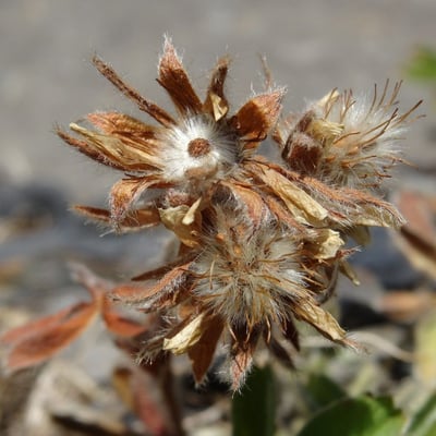 Potentilla nivalis — flower