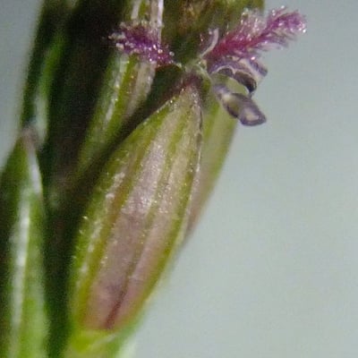 Digitaria sanguinalis — flower